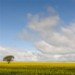 Oil Seed Rape 160510